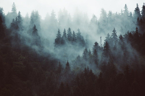 Fototapeta Świerkowy las 