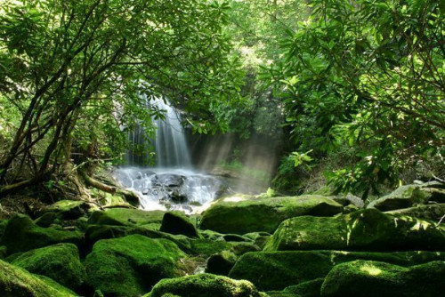 Fototapeta Wodospad w lesie