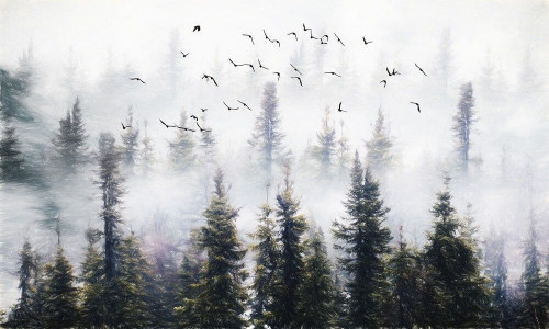 Fototapeta Stado ptaków nad lasem