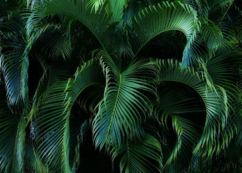 Fototapeta Liście w dżunglach