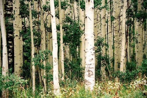 Fototapeta Drzewo, las i środowisko naturalne