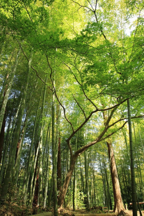 Fototapeta Drzewo, las i Natura