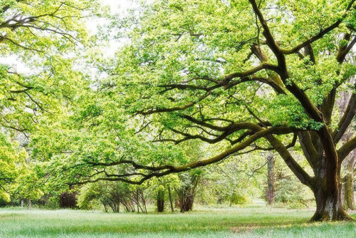 Fototapeta Wiosenny park