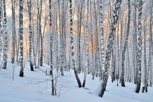Fototapeta Brzozowy las zimą 