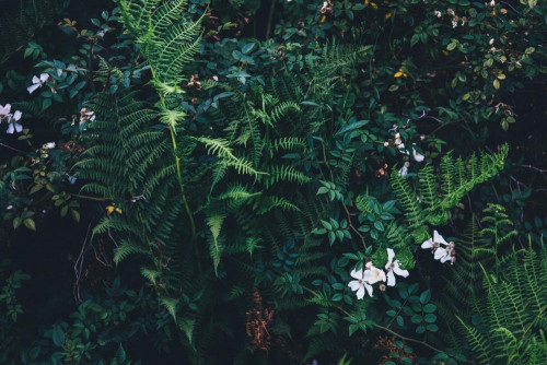 Fototapeta Zielony, kwiat i roślina