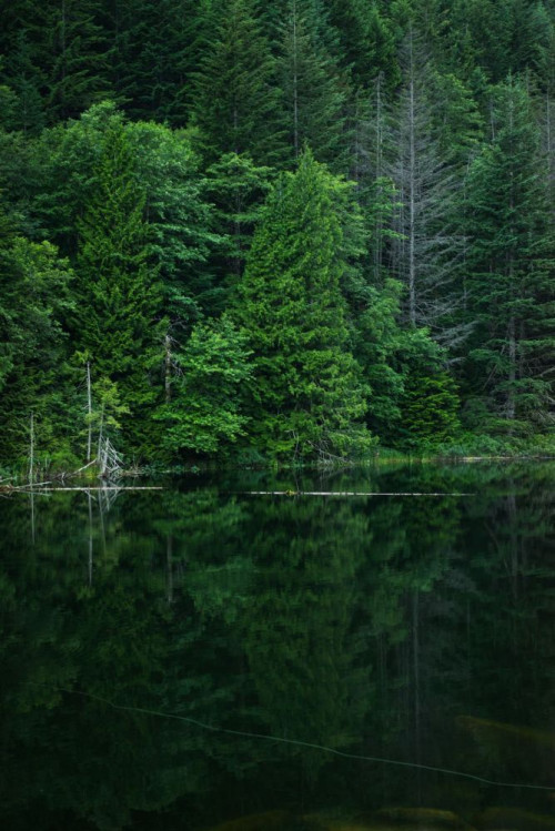 Fototapeta Natura, wegetacja i Zielony