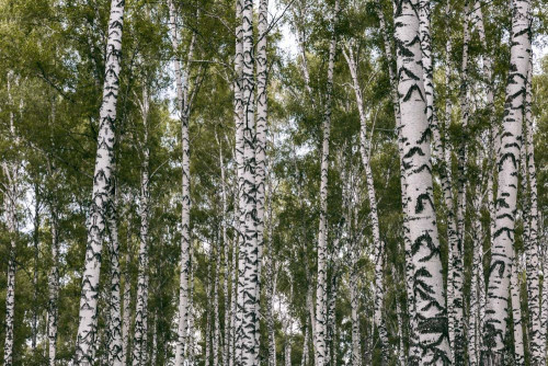 Fototapeta Drzewo, brzoza kajakowa i amerykańska osika