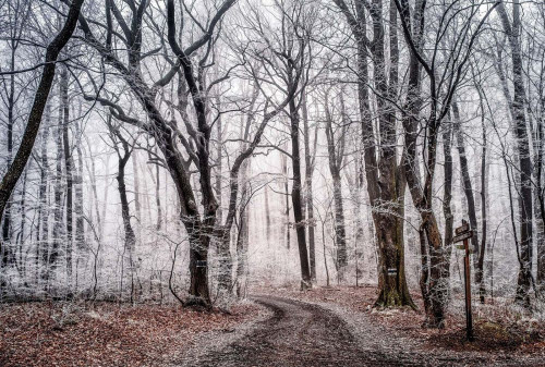 Fototapeta Drzewo, naturalny krajobraz i Natura