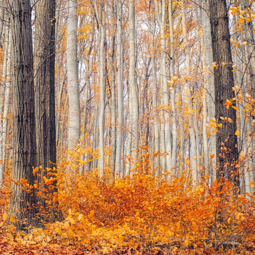 Fototapeta Drzewo, północny las liściasty i środowisko naturalne