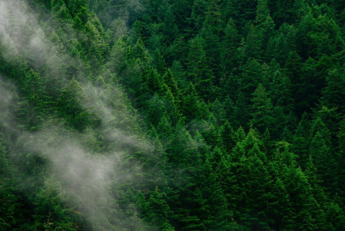 Fototapeta Natura, wegetacja i Zielony