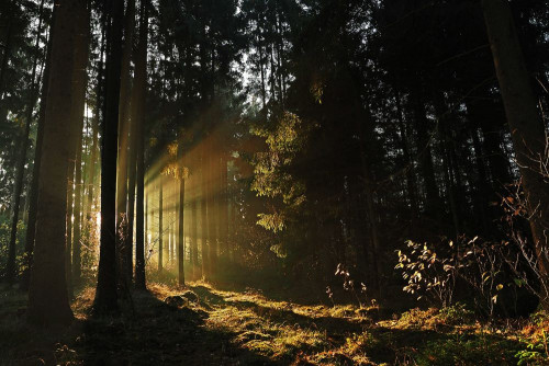 Fototapeta Las, drzewo i Natura