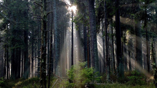 Fototapeta Drzewo, las i tropikalne i subtropikalne lasy iglaste