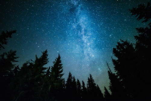 Fototapeta Gwiaździste niebo nad lasem 