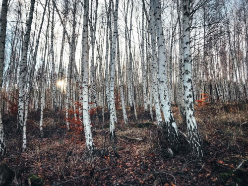 Fototapeta Drzewo, brzozowy i północny las liściasty