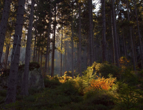 Fototapeta Las, drzewo i Natura