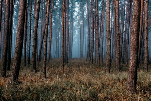 Fototapeta Drzewo, las i lesisty teren