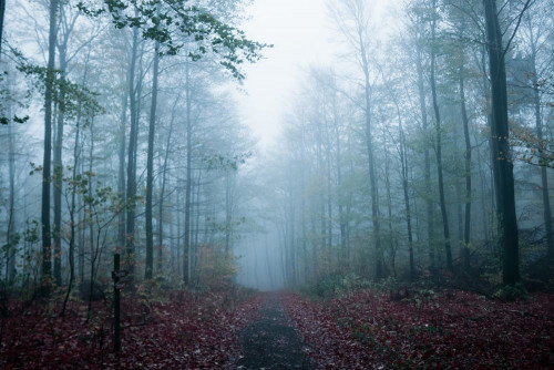 Fototapeta Las, drzewo i Natura