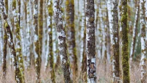 Fototapeta Drzewo, bagażnik samochodowy i roślina