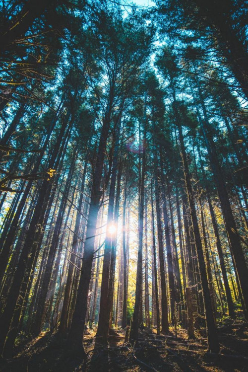 Fototapeta Drzewo, las i Natura