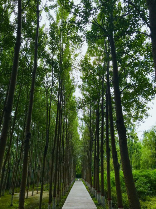 Fototapeta Drzewo, Natura i środowisko naturalne