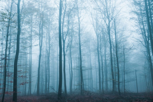 Fototapeta Drzewo, las i Natura