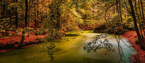 Fototapeta Naturalny krajobraz, Natura i drzewo