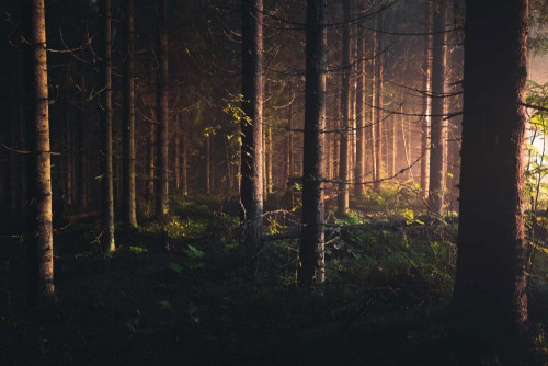 Fototapeta Drzewo, las i środowisko naturalne