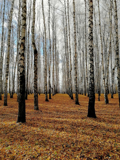 Fototapeta Drzewo, las i naturalny krajobraz