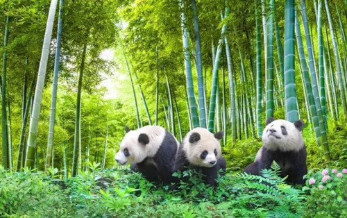 Fototapeta Panda, kręgowiec i ssak