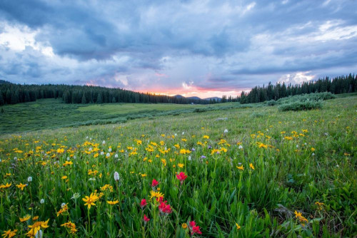 Fototapeta łąka, naturalny krajobraz i łąka