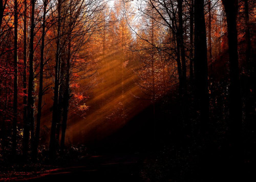 Fototapeta Natura, drzewo i niebo