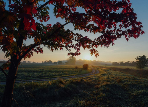 Fototapeta Drzewo, niebo i Natura