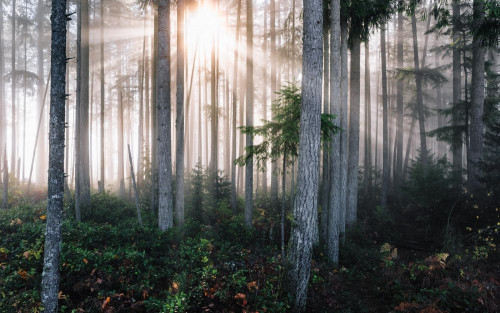 Fototapeta Drzewo, las i Natura