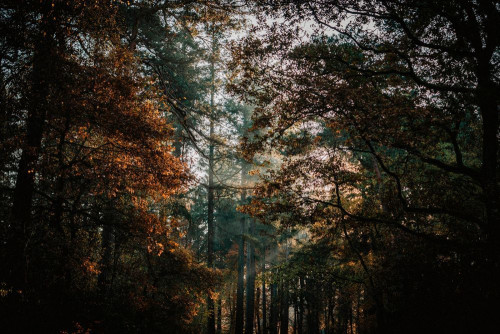 Fototapeta Drzewo, Natura i liść