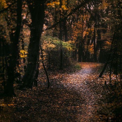 Fototapeta Drzewo, naturalny krajobraz i las