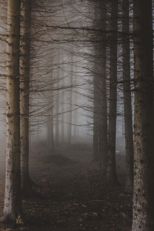 Fototapeta Drzewo, las i Natura