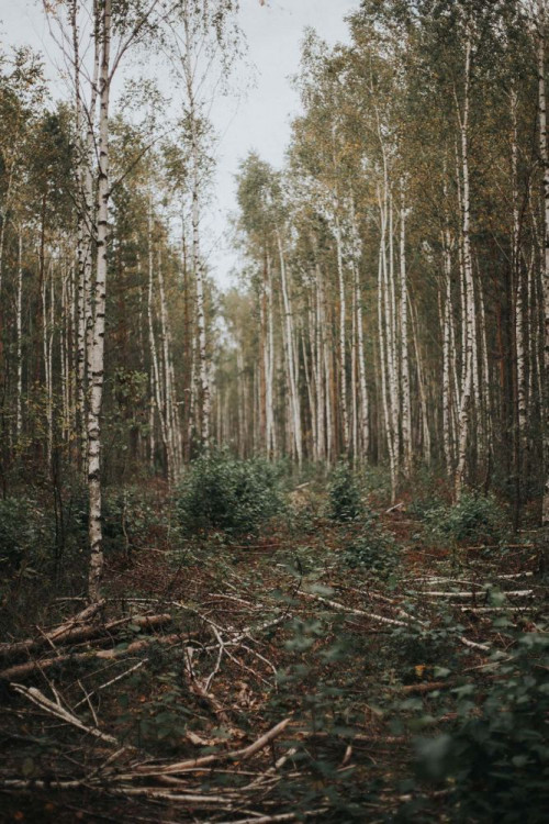 Fototapeta Drzewo, las i środowisko naturalne