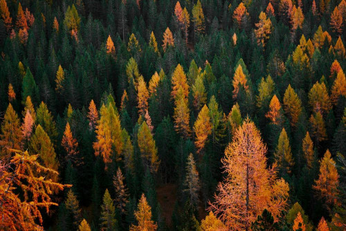 Fototapeta Modrzew larix lialliisubalpine, świerk czarny shortleaf i drzewo