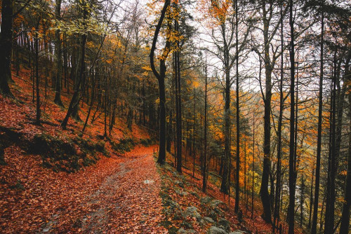 Fototapeta Drzewo, Natura i naturalny krajobraz