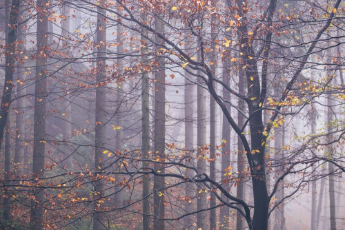 Fototapeta Drzewo, liściasty i północny las liściasty