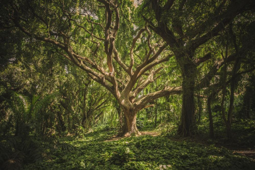 Fototapeta Drzewo, Natura i Zielony