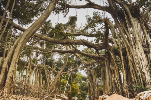 Fototapeta Drzewo, wegetacja i środowisko naturalne