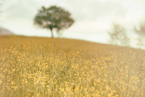 Fototapeta Ludzie w przyrodzie, Natura i żółty