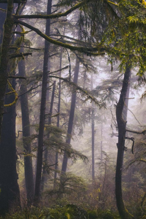 Fototapeta Drzewo, Natura i las