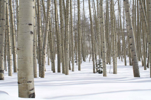 Fototapeta Drzewo, śnieg i zimowy