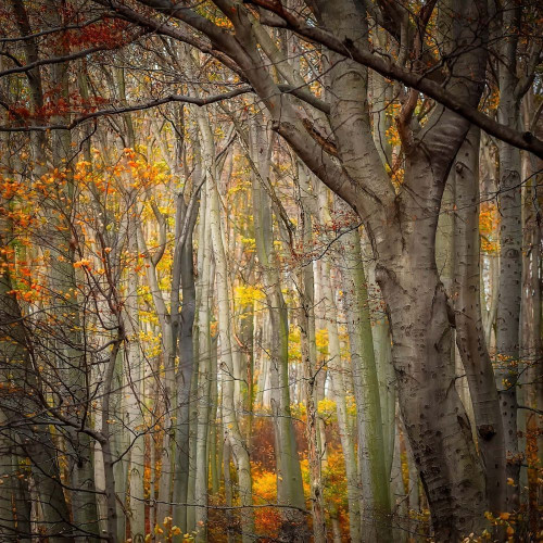 Fototapeta Drzewo, Natura i północny las liściasty