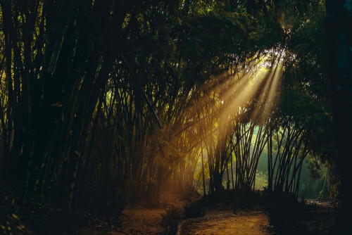 Fototapeta Natura, Zielony i drzewo