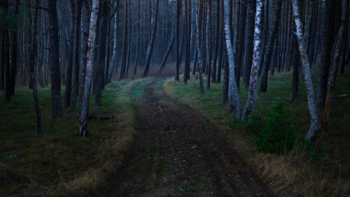 Fototapeta Las, drzewo i środowisko naturalne