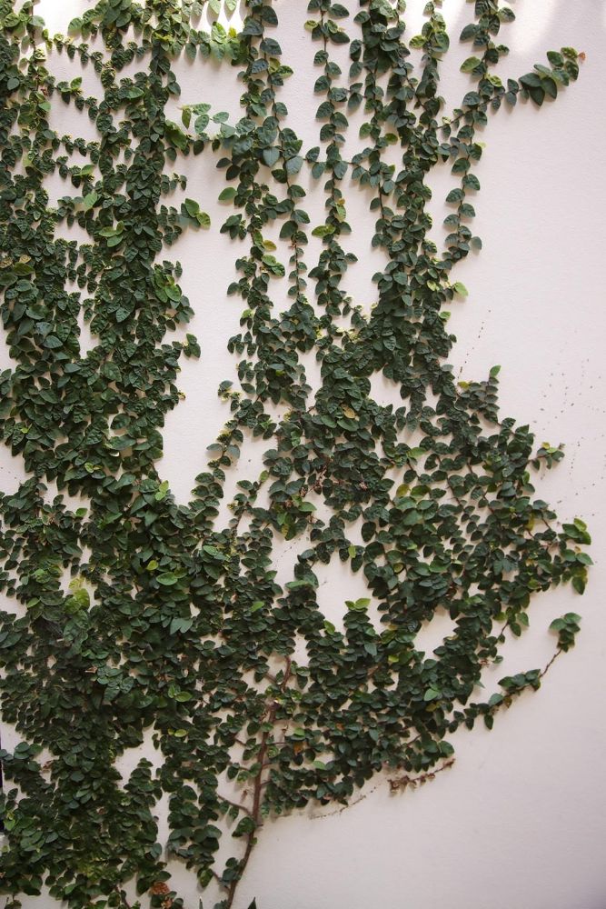 Last Product image