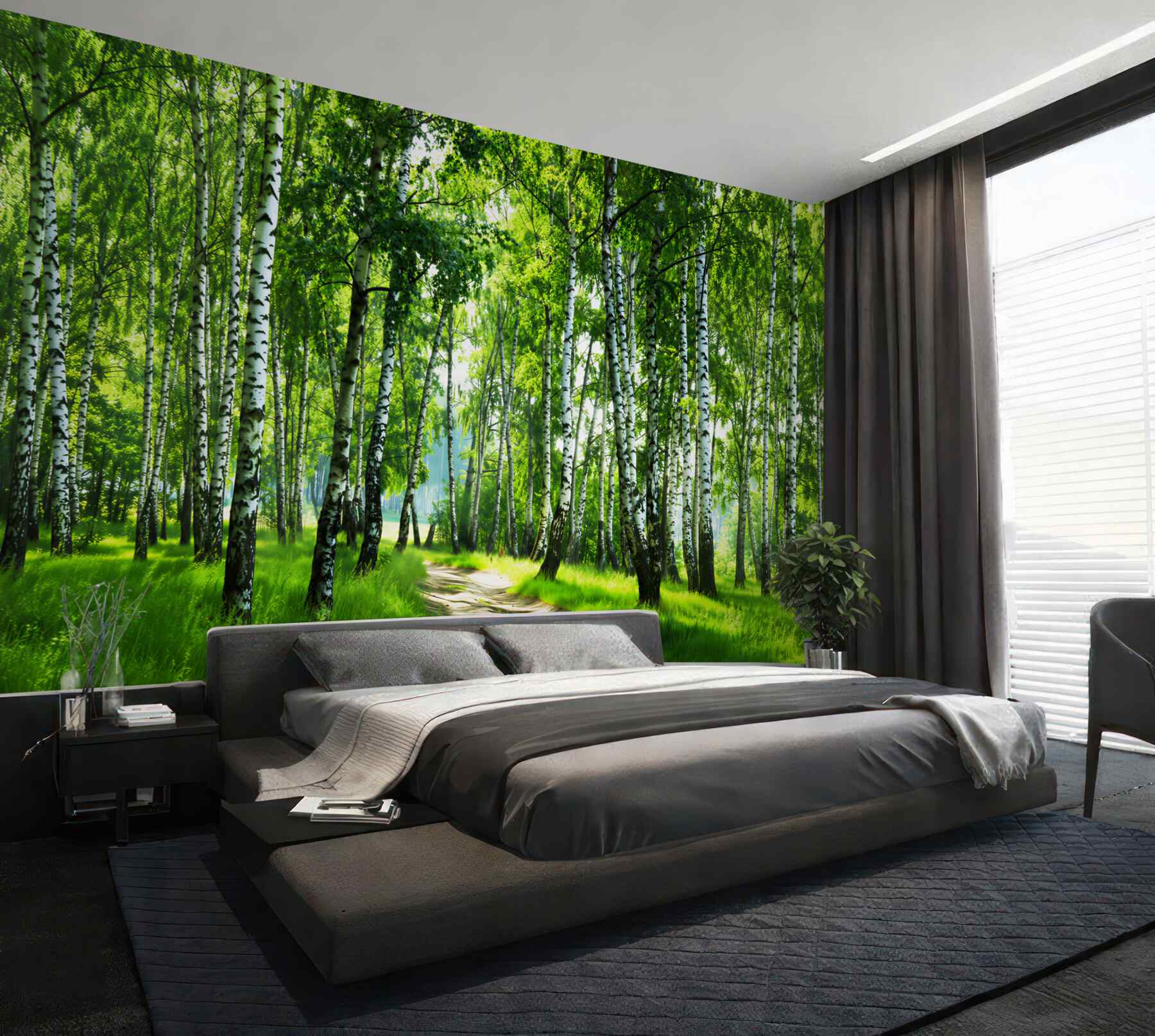 Fototapeta ścieżka brzozowa w letni dzień?v23